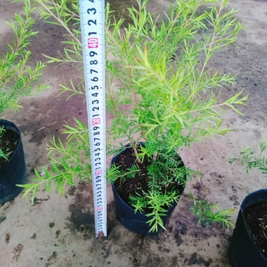 Cây Liễu rũ xanh mát - Trang trí cảnh quan công trình, không gian tươi tắn thơ mộng, chỉ 86.000₫