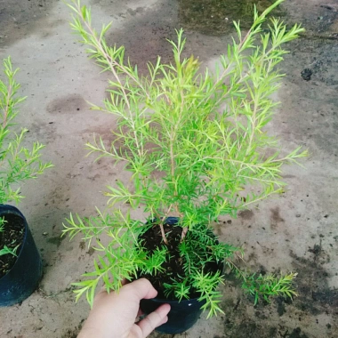 Cây Liễu rũ xanh mát - Trang trí cảnh quan công trình, không gian tươi tắn thơ mộng, chỉ 86.000₫