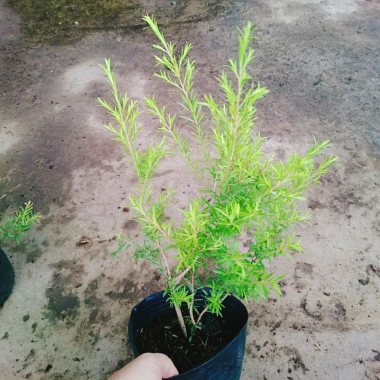 Cây Liễu rũ xanh mát - Trang trí cảnh quan công trình, không gian tươi tắn thơ mộng, chỉ 86.000₫