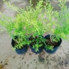 Cây Liễu rũ xanh mát - Trang trí cảnh quan công trình, không gian tươi tắn thơ mộng, chỉ 86.000₫ 7