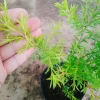 Cây Liễu rũ xanh mát - Trang trí cảnh quan công trình, không gian tươi tắn thơ mộng, chỉ 86.000₫ 8