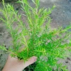 Cây Liễu rũ xanh mát - Trang trí cảnh quan công trình, không gian tươi tắn thơ mộng, chỉ 86.000₫ 9