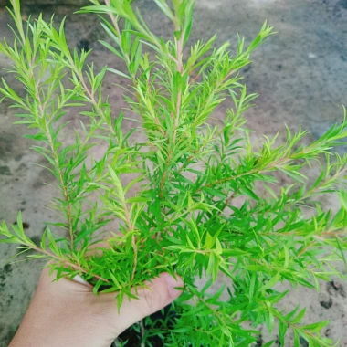 Cây Liễu rũ xanh mát - Trang trí cảnh quan công trình, không gian tươi tắn thơ mộng, chỉ 86.000₫