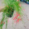 Cây Liễu Tường Hoa Đỏ - Cây cảnh để bàn giá ưu đãi 25.000, trang trí nội thất 3