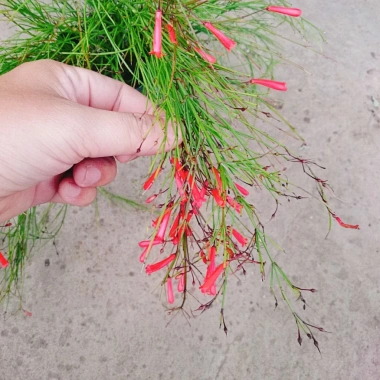 Cây Liễu Tường Hoa Đỏ - Cây cảnh để bàn giá ưu đãi 25.000, trang trí nội thất 4