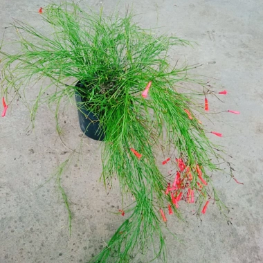 Cây Liễu Tường Hoa Đỏ - Cây cảnh để bàn giá ưu đãi 25.000, trang trí nội thất 5