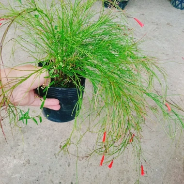 Cây Liễu Tường Hoa Đỏ - Cây cảnh để bàn giá ưu đãi 25.000, trang trí nội thất 6