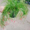 Cây Liễu Tường Hoa Đỏ - Cây cảnh để bàn giá ưu đãi 25.000, trang trí nội thất 7