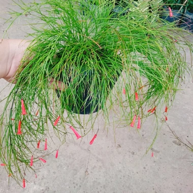 Cây Liễu Tường Hoa Đỏ - Cây cảnh để bàn giá ưu đãi 25.000, trang trí nội thất 7