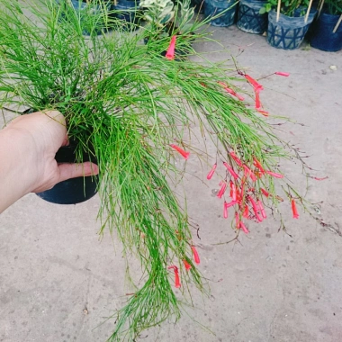 Cây Liễu Tường Hoa Đỏ - Cây cảnh để bàn giá ưu đãi 25.000, trang trí nội thất 8