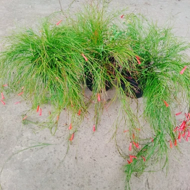 Cây Liễu Tường Hoa Đỏ - Cây cảnh để bàn giá ưu đãi 25.000, trang trí nội thất 9