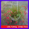 Cây Liễu Tường Hoa Đỏ - Cây Chậu Treo Trang Trí Sân Vườn, Quán Cafe 65.000 VND
