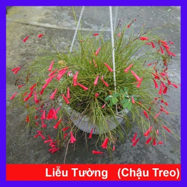 Cây Liễu Tường Hoa Đỏ - Cây Chậu Treo Trang Trí Sân Vườn, Quán Cafe 65.000 VND