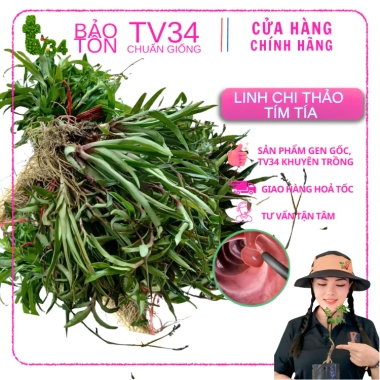 Cây Linh chi thảo tím huyết rồng 1kg POLYB hỗ trợ Dạ dày Trĩ giảm giá 150.000