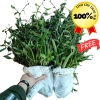 Cây Linh chi thảo tím huyết rồng 1kg POLYB hỗ trợ Dạ dày Trĩ giảm giá 150.000 2