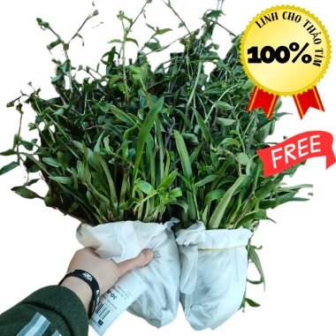 Cây Linh chi thảo tím huyết rồng 1kg POLYB hỗ trợ Dạ dày Trĩ giảm giá 150.000 2 Cây Linh chi thảo tím huyết rồng 1kg POLYB hỗ trợ Dạ dày Trĩ giảm giá 150.000 2