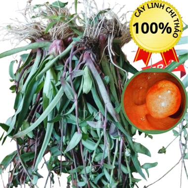 Cây Linh chi thảo tím huyết rồng 1kg POLYB hỗ trợ Dạ dày Trĩ giảm giá 150.000