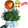 Cây Linh chi thảo tím huyết rồng 1kg POLYB hỗ trợ Dạ dày Trĩ giảm giá 150.000 4