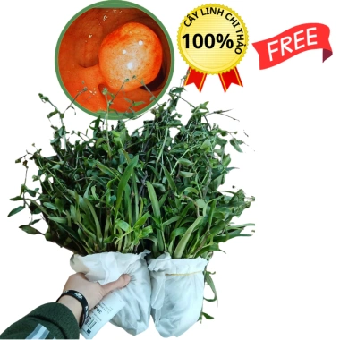 Cây Linh chi thảo tím huyết rồng 1kg POLYB hỗ trợ Dạ dày Trĩ giảm giá 150.000