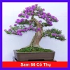 Cây Linh Sam 86 - Cây cổ thụ 4 năm, bonsai để bàn, chậu cảnh, giảm giá 75.000 VND