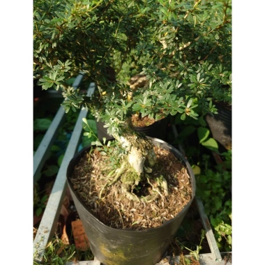 Cây Linh Sam 86 - Cây cổ thụ 4 năm, bonsai để bàn, chậu cảnh, giảm giá 75.000 VND 2