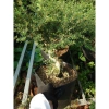 Cây Linh Sam 86 - Cây cổ thụ 4 năm, bonsai để bàn, chậu cảnh, giảm giá 75.000 VND 3