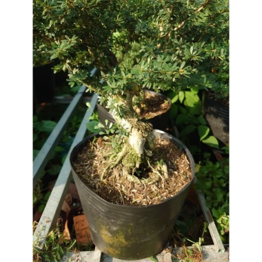 Cây Linh Sam 86 - Cây cổ thụ 4 năm, bonsai để bàn, chậu cảnh, giảm giá 75.000 VND 4