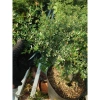 Cây Linh Sam 86 - Cây cổ thụ 4 năm, bonsai để bàn, chậu cảnh, giảm giá 75.000 VND 5