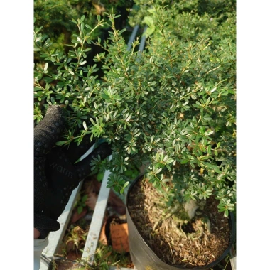 Cây Linh Sam 86 - Cây cổ thụ 4 năm, bonsai để bàn, chậu cảnh, giảm giá 75.000 VND 5