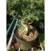 Cây Linh Sam 86 - Cây cổ thụ 4 năm, bonsai để bàn, chậu cảnh, giảm giá 75.000 VND 6