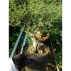 Cây Linh Sam 86 - Cây cổ thụ 4 năm, bonsai để bàn, chậu cảnh, giảm giá 75.000 VND 7