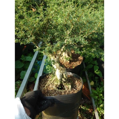 Cây Linh Sam 86 - Cây cổ thụ 4 năm, bonsai để bàn, chậu cảnh, giảm giá 75.000 VND 7