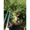 Cây Linh Sam 86 - Cây cổ thụ 4 năm, bonsai để bàn, chậu cảnh, giảm giá 75.000 VND 8
