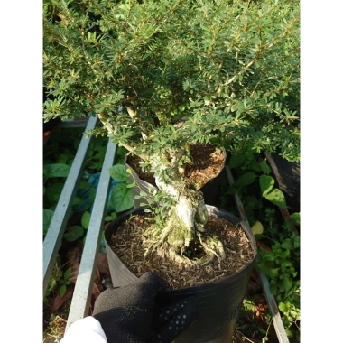 Cây Linh Sam 86 - Cây cổ thụ 4 năm, bonsai để bàn, chậu cảnh, giảm giá 75.000 VND 8