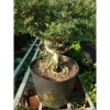 Cây Linh Sam 86 - Cây cổ thụ 4 năm, bonsai để bàn, chậu cảnh, giảm giá 75.000 VND 9