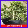 Cây Linh Sam 86 - Cây cổ thụ 4 năm, bonsai để bàn, chậu cảnh, giảm giá 75.000 VND 10