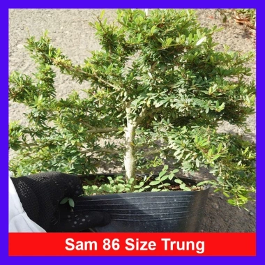 Cây Linh Sam 86 - Cây cổ thụ 4 năm, bonsai để bàn, chậu cảnh, giảm giá 75.000 VND 10