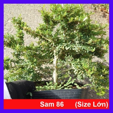 Cây Linh Sam 86 lớn - Bonsai chậu cảnh để bàn, giảm giá 45.000₫, còn 55.800₫