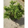 Cây Linh Sam 86 lớn - Bonsai chậu cảnh để bàn, giảm giá 45.000₫, còn 55.800₫ 2