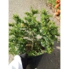 Cây Linh Sam 86 lớn - Bonsai chậu cảnh để bàn, giảm giá 45.000₫, còn 55.800₫ 3