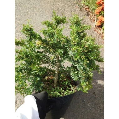 Cây Linh Sam 86 lớn - Bonsai chậu cảnh để bàn, giảm giá 45.000₫, còn 55.800₫ 3 Cây Linh Sam 86 lớn - Bonsai chậu cảnh để bàn, giảm giá 45.000₫, còn 55.800₫ 3