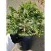 Cây Linh Sam 86 lớn - Bonsai chậu cảnh để bàn, giảm giá 45.000₫, còn 55.800₫ 4