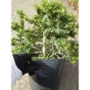 Cây Linh Sam 86 lớn - Bonsai chậu cảnh để bàn, giảm giá 45.000₫, còn 55.800₫ 5