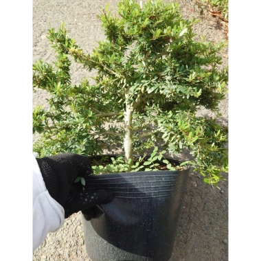 Cây Linh Sam 86 lớn - Bonsai chậu cảnh để bàn, giảm giá 45.000₫, còn 55.800₫ 5 Cây Linh Sam 86 lớn - Bonsai chậu cảnh để bàn, giảm giá 45.000₫, còn 55.800₫ 5