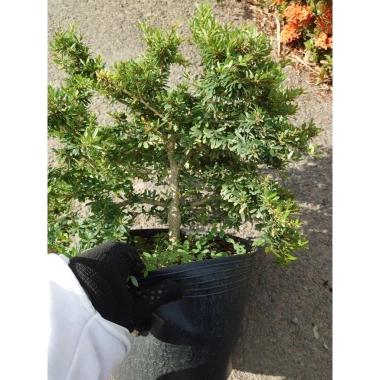 Cây Linh Sam 86 lớn - Bonsai chậu cảnh để bàn, giảm giá 45.000₫, còn 55.800₫