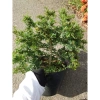 Cây Linh Sam 86 lớn - Bonsai chậu cảnh để bàn, giảm giá 45.000₫, còn 55.800₫ 7