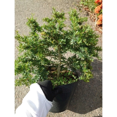 Cây Linh Sam 86 lớn - Bonsai chậu cảnh để bàn, giảm giá 45.000₫, còn 55.800₫ 7 Cây Linh Sam 86 lớn - Bonsai chậu cảnh để bàn, giảm giá 45.000₫, còn 55.800₫ 7