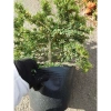 Cây Linh Sam 86 lớn - Bonsai chậu cảnh để bàn, giảm giá 45.000₫, còn 55.800₫ 8