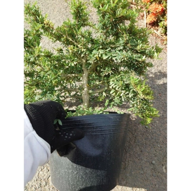 Cây Linh Sam 86 lớn - Bonsai chậu cảnh để bàn, giảm giá 45.000₫, còn 55.800₫ 8 Cây Linh Sam 86 lớn - Bonsai chậu cảnh để bàn, giảm giá 45.000₫, còn 55.800₫ 8