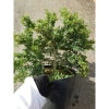 Cây Linh Sam 86 lớn - Bonsai chậu cảnh để bàn, giảm giá 45.000₫, còn 55.800₫ 9